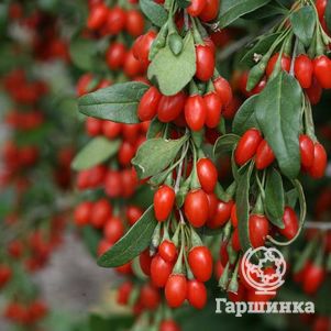 

Годжи ягоды (Дереза обыкновенная)