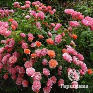 Роза Жан Кокто флорибунда, Топалович (лиц)