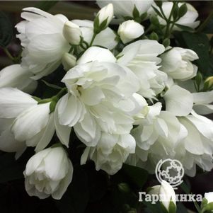 

Чубушник Сноубель