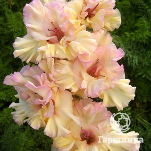 

Гладиолус Кружевной бант