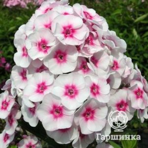 

Флокс Джулия