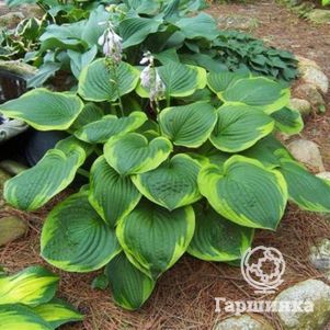 

Хоста Абиква Мунбен (ML)