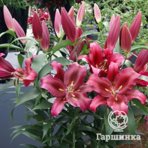 

Лилия Палаццо ОТ-гибрид темно-розовая