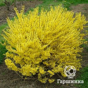 

Форзиция Миниголд