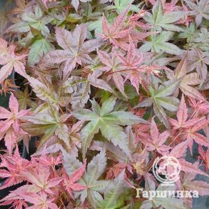 

Клен Бени Майко