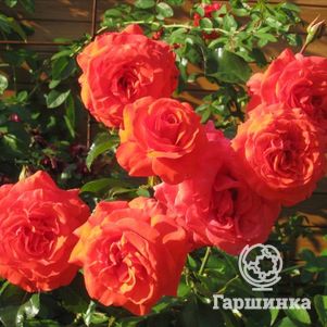 

Роза Салита плетистая, Imperial Rose