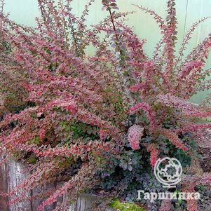 

Барбарис Тунберга Коронита