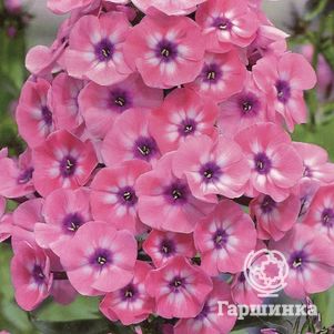 

Флокс Ларисса метельчатый