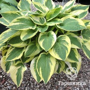 

Хоста Мама Миа (M)