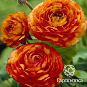 

Ранункулюс Оранж 10шт.