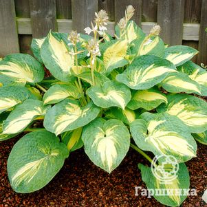 

Хоста Грейт Экспэктейшен (ML)