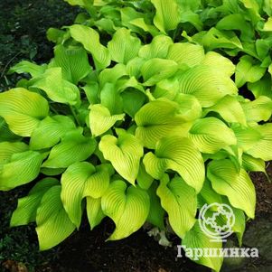 

Хоста Сан Пауэр (ML)