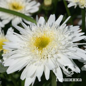 Ромашка (Нивяник) Уиралл Суприм