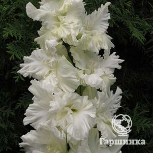 

Гладиолус Белый волшебник