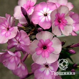 

Флокс Меджик Блу метельчатый