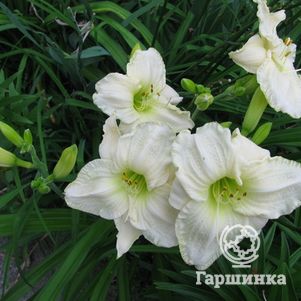 

Лилейник Кул Ит