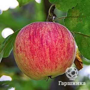 

Яблоня Штрейфлинг