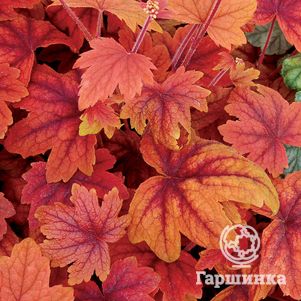 

Гейхерелла Свит Ти