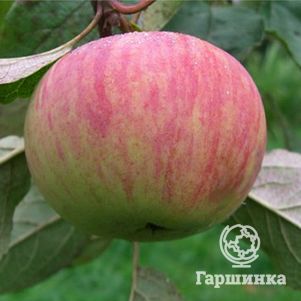 

Яблоня Коричное полосатое