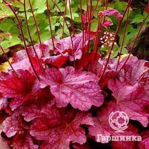 

Гейхера Берри Смузи