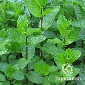 

Мята Оранженминце