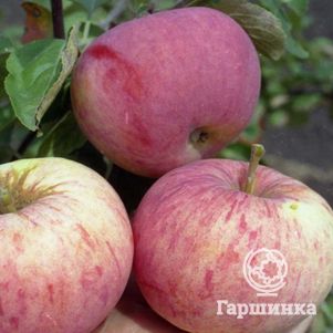 

Яблоня Орлинка