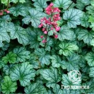 Гейхера Париж