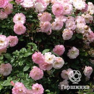 

Роза Шарль Азнавур флорибунда, Топалович (лиц)