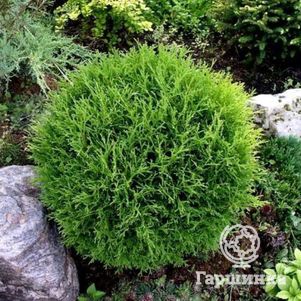 

Туя шаровидная Тини Тим