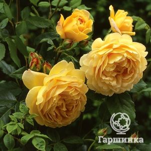 Роза Голден Селебрейшн, Д.Остин кустарниковая (лиц)