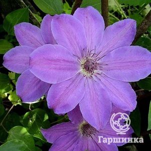 

Клематис Балтык крупноцветковый (2)