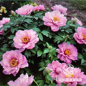 

Пион Фест Эрайвал (ИТО)