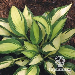 

Хоста Тонг оф Флейм (M)