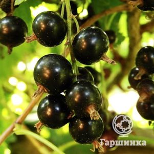 

Смородина Нара черная (крупная ягода)