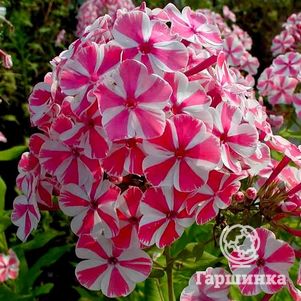 

Флокс Пепермент Твист метельчатый