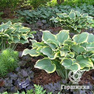 

Хоста Сагае (VL)