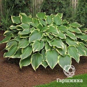 

Хоста Прима Донна (M)