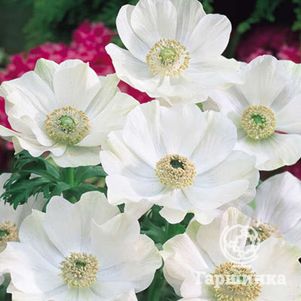 

Анемона (Ветреница) корончатая Брайд 10 шт