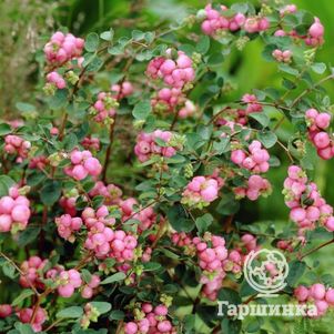 Снежноягодник Мазер оф перл