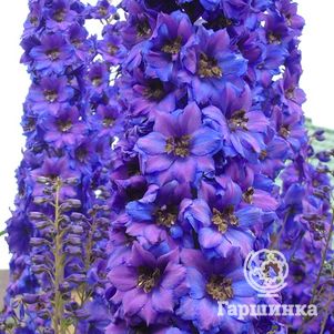 

Дельфиниум Пацифик Блэк Найт