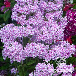 

Флокс Наташа пирамидальный