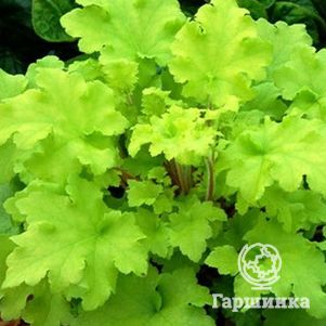 

Гейхера Лайм Мармелад