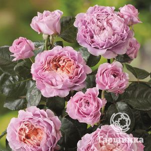 Роза Айсфогель чайно-гибридная, Тантау (лиц)