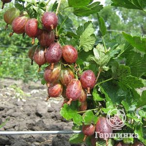 

Крыжовник Казачок