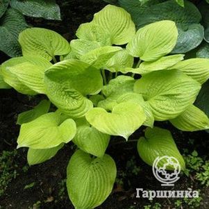 

Хоста Банана Кид (M)