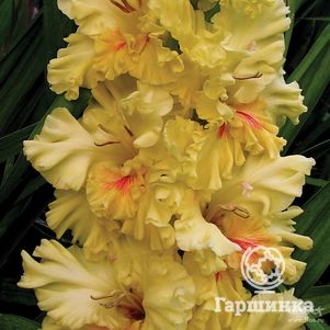 

Гладиолус Изюминка