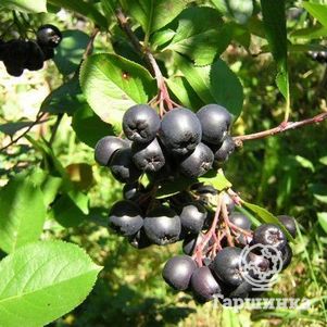 

Черноплодная рябина (Арония)