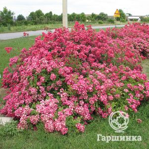 Роза Ред Естудей почвопокровная, Топалович (лиц)