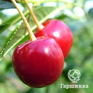 Вишня Журавка 600₽