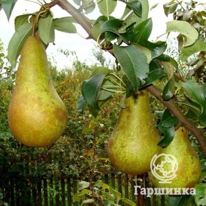 Груша Конференция обыкновенная 600₽